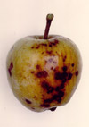 Esiti della malattia su frutti di melo..Clicca l'immagine per ingrandirla